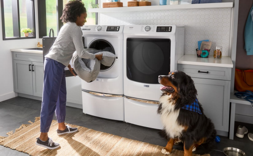 A person loading a dog bed into a white front load washer on a pedestal in a laundry room while a dog watches