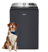 A Maytag® top load washing machine with a dog in front